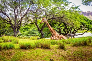 Giraffe Resting in tree shade © pngstudio