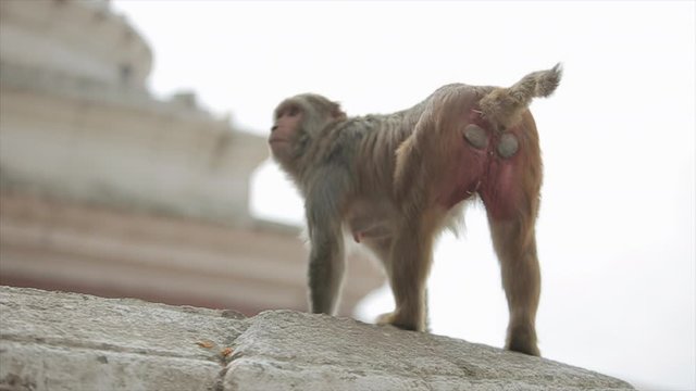 A close view of a wild nepalese monkey walking on the wall at a Hindu temple in Kathmandu, Nepal. Turning around.