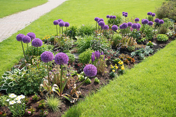 summer flower bed with alliums, green meadow and walkway