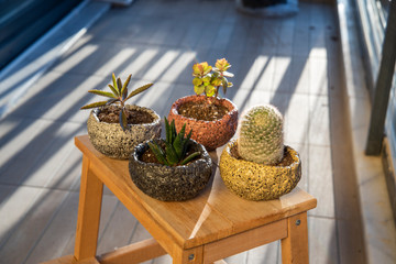 cactus and succulent in pots in balcony 
