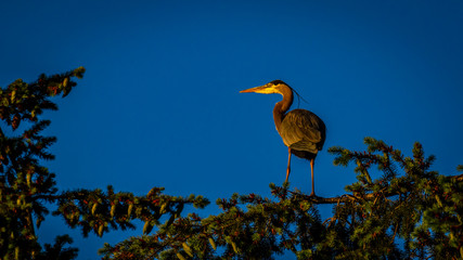 Great Blue Heron perching at tree top