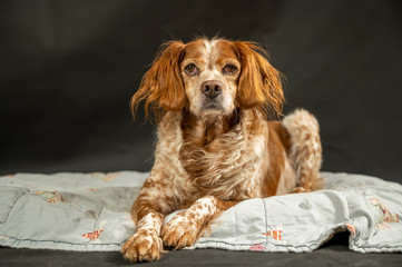 portrait of dog, Spaniel breton in studio
