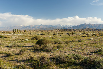 Obraz premium horse, pasture, mountain, grass, grazing, agriculture, animal, country, countryside, farm, field, green, landscape, meadow, rural, domestic, farmland, flock herd, mammal, nature, equine, farming, foal