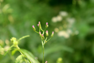 Obraz na płótnie Canvas Andrographis paniculata herb closeup nature plant.