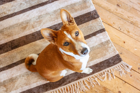 Basenji breed dog sitting on carpet wooden floor at home. Top view