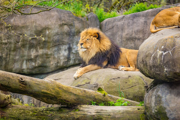 Male lion on Rock