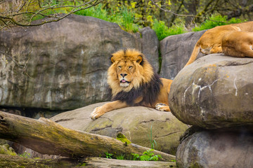 Obraz premium Male lion on Rock