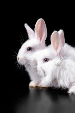 Vertical photo with a pair of cute tender fluffy snow-white Easter charming rabbits sitting in bright light on a black background