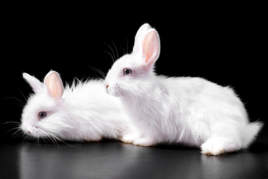 Horizontal photo with a pair of cute tender fluffy snow-white Easter charming rabbits sitting in bright light on a black background