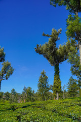 Fototapeta premium Famous, beautifut and ever green hill station, Munnar, in Kerala, South India