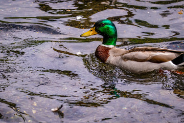 Male mallard duck