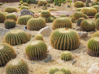 Fototapeta na wymiar View a group of Golden Barrel Cactus or Golden ball (Echinocactus grusonii) growing on the sand in garden.