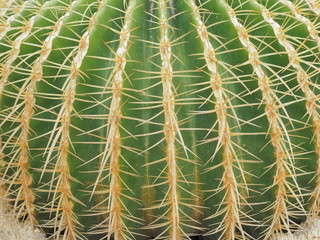 Close-up many Thorn texture of Golden Barrel Cactus or Golden ball (Echinocactus grusonii).