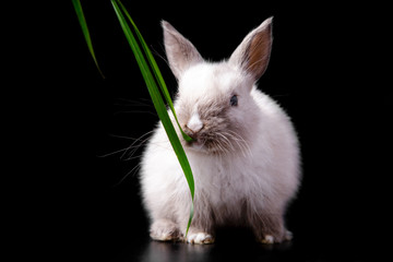 Tiny cute funny white easter bunny cub eating green grass on black background
