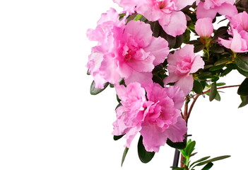 Blooming Pink Rhododendron (Azalea) isolated on a white background.