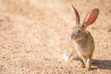 A semi backlit scrub hare - Lepus saxatilis - in the Kruger National Park, South Africa. The lighting enhances details in the blood vessels in the hare's ears. Space for writing or text