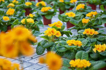 Lots of yellow flowers in pots