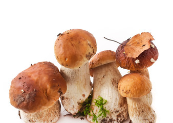 The boletus edulis mushrooms with fall leaf and moss isolated on a white background.
