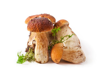 The boletus edulis mushrooms with moss isolated on a white background.