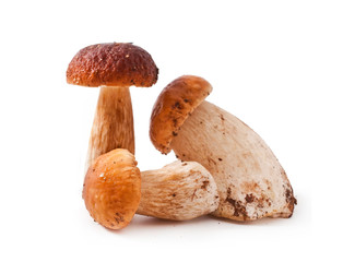 The boletus edulis mushrooms isolated on a white background.