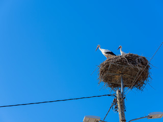 Fototapeta premium White storks in the nest, Comporta, Alentejo, Portugal