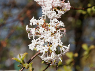 (Viburnum carlesii) Viorne de Carles ou Viorne de Corée à fleurs en ombelles blanches teintées de rose