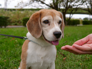 beagle named Arthur 3