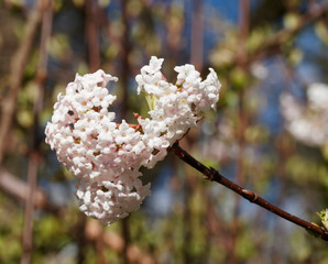 Viorne de Carles ou  Viorne de Corée  (Viburnum carlesii)
