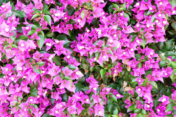 Background of pink flowers. Spring concept. Flat lay style