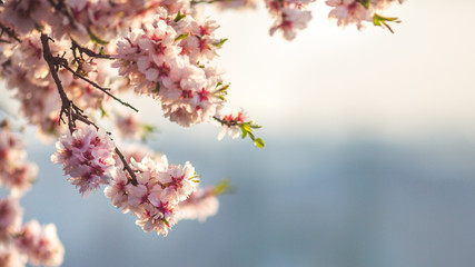 Beautiful almond flowers at sunrise in Budapest, Hungary