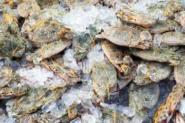 Group fresh crabs wrapped on ice at  seafood market,frozen for  raw material  cooking,fresh from sea