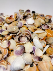 sea shells on black background
