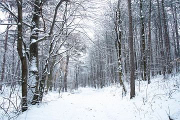 snow covered forest
