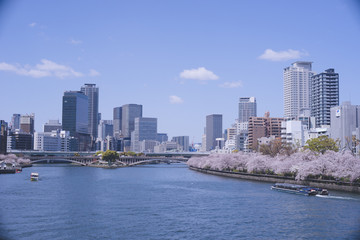 Fototapeta na wymiar 快晴の大阪桜宮橋から造幣局周辺の桜を望む