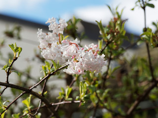 Viburnum carlesii | Viorne de Carles ou Viorne de Corée à fleurs en ombelles blanches teintées de rose