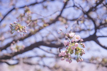 五部咲き 快晴の青空と美しい桜の花の写真