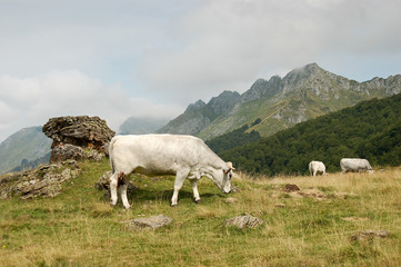 Vache blanche vue de profil au soleil pâturant en liberté devant un paysage de montagne des...