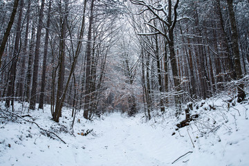 snow covered forest