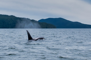 Naklejka premium Killer whale in Tofino mountains in background, view from boat on a killer whale