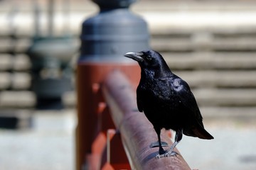 crow on red wood bridge handrail