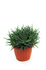 Room flower in a pot isolated on white background.