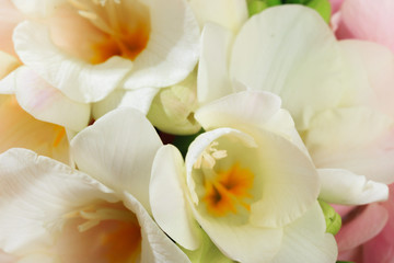 Fototapeta na wymiar spring Flower white color close-up. Background. - Image
