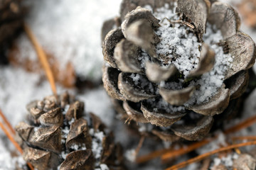 Pine cones lying on the snow in the forest in winter close up