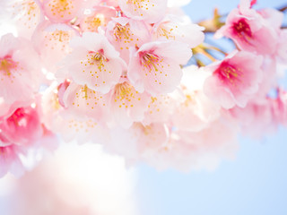 桜のある日本の風景　安行桜