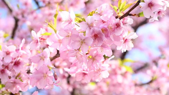 【4K動画】河津桜