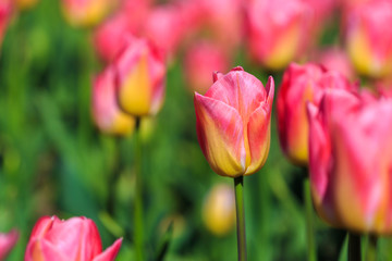 Closeup of pink tulips flowers with green leaves in the park outdoor.