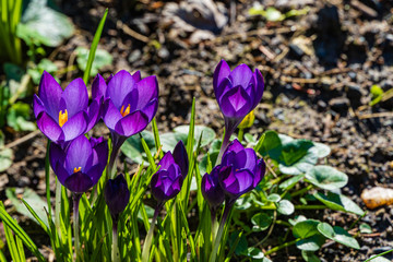 Crocus with purple petals on  blurred background of greenery in spring garden. Crocus flowers close-up. Spring design in landscaped garden. Nature concept for spring design.