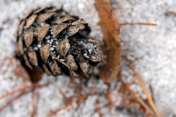 Pine cones lying on the snow in the forest in winter close up