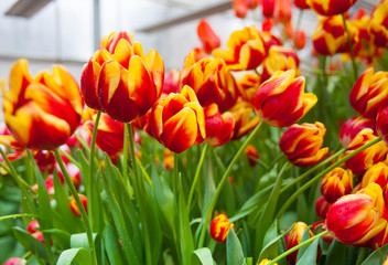 Tulip. Spring background of colorful flowers in the garden