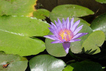 Purple lotus flowers blooming in the sun in the lotus garden.